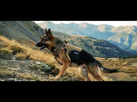 K-9 IFAK - First Aid