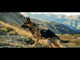 K-9 IFAK - First Aid